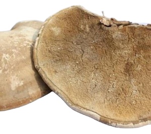 Nấm Kích Thước Lớn Lỏng Khô Piptoporus Betulinus Bull Fr Karst Nấm Cho Bán - Product Image 2