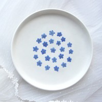 Fleurs séchées et pressées de Myosotis bleu pour l'art de la résine, la fabrication de coques de téléphone, les marque-pages et les projets DIY