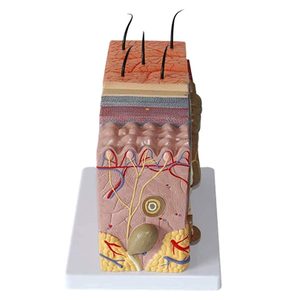 Medico Anatomia Umani Della <span class=keywords><strong>Pelle</strong></span> Modello per <span class=keywords><strong>la</strong></span> Scienza In Aula Studio Display Modello di Insegnamento come Cure Mediche - Product Image 3