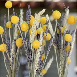 सूखे पीले शादी पुष्प फूल व्यवस्था बिली बटन गेंदों सूखे असली प्राकृतिक Craspedia फूल
