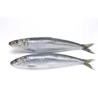 Commercio all'ingrosso di pesce di Sarden congelato fresco di migliore qualità