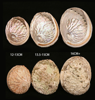 Ang Go Factory Vente en gros Brûleur d'encens en coquillage naturel de 4 pouces Bol à taches de sauge Coquilles d'ormeau pour encens et nettoyage