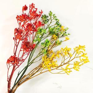 Flor preservada <span class=keywords><strong>de</strong></span> Yunnan, follaje eterno, <span class=keywords><strong>pata</strong></span> <span class=keywords><strong>de</strong></span> <span class=keywords><strong>canguro</strong></span>, plantas preservadas, Anigozanthos para arreglo floral - Product Image 3