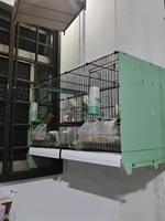 Grande cage d'élevage professionnelle pour oiseaux de compagnie, 70*42*42cm, pour canaris et pinsons