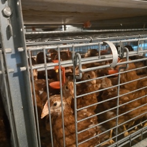 Cage d'élevage de poussins - Product Image 2