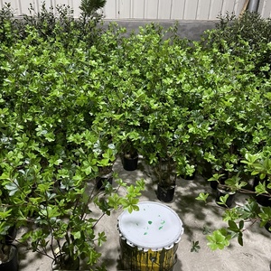 Árbol Artificial <span class=keywords><strong>de</strong></span> Enkianthus Perulatus, Flor <span class=keywords><strong>de</strong></span> <span class=keywords><strong>Nieve</strong></span> Japonesa Artificial con Follaje Verde Denso para Decoración <span class=keywords><strong>de</strong></span> Interiores, Hogar y Oficina, Varios Tamaños - Product Image 6