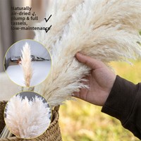 Vente directe d'usine : Fleurs séchées naturelles, grandes plumes d'herbe de la pampa beige pour la décoration de la maison et des mariages