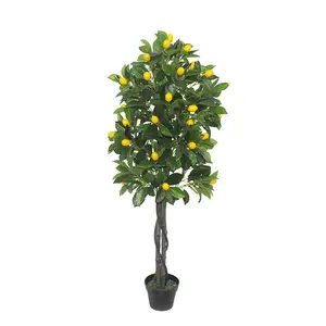 Vente chaude citronnier grande plante en pot