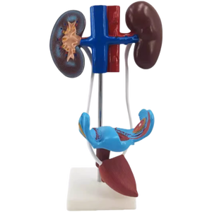 Modello biologico ausili didattici Vagina femminile anatomica modello di sistema urogenitale femminile - Product Image 2