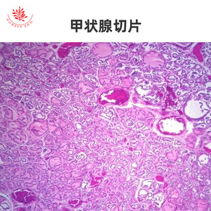 Lame de microscope du système endocrinien, phase de quiescence et phase de secretion de la glande mammaire, apprentissage médical, anatomie de base - Product Image 4