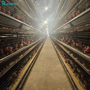 Sistema <span class=keywords><strong>de</strong></span> Jaulas Automáticas Tipo H para Gallinas Ponedoras, Maquinaria para Producción <span class=keywords><strong>de</strong></span> <span class=keywords><strong>Huevos</strong></span>, Acero Galvanizado en Caliente, Equipo para Granjas Avícolas - Product Image 1