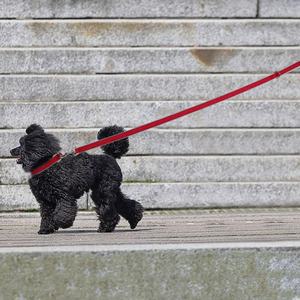 2023 New Design Eco-Friendly Hemp <strong>Dog</strong> <strong>Collar</strong> Night Safety <strong>Reflector</strong> Strip Adjustable Hemp <strong>Dog</strong> <strong>Collar</strong> - Product Image 6