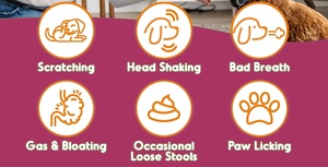 Probióticos para Mascotas OEM ODM, Probióticos para Perros con Prebióticos, Promueven un Microbioma Intestinal Equilibrado, Refuerzan la Salud Inmunológica, Masticables Suaves - Product Image 3