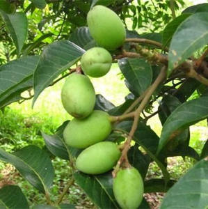 Arco-íris Fornecimento de alta qualidade Natureza <span class=keywords><strong>Olive</strong></span> Folha <span class=keywords><strong>Extract</strong></span>/<span class=keywords><strong>Olive</strong></span> Folha <span class=keywords><strong>Extract</strong></span> <span class=keywords><strong>Hydroxytyrosol</strong></span>/ Oleuropein 20% 40% - Product Image 2