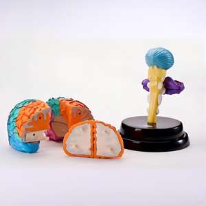 Modèle d'anatomie du cerveau humain - Pièces démontables et codées par couleur pour l'enseignement de <span class=keywords><strong>la</strong></span> <span class=keywords><strong>neurosciences</strong></span> - Product Image 3