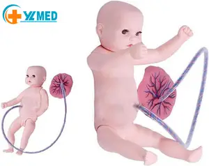 Yaşam boyutu insan yenidoğan eğitim modeli PVC göbek kordon plasenta bakım modeli yenidoğan simülatör-eğitim öğretim bebek için