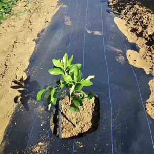 Nhà Kính cỏ dại kiểm soát Mat vải che phủ mặt đất chống cỏ dại dệt rào cản màu đen màu xanh lá cây trắng cảnh cuộn cho nông nghiệp - Product Image 2