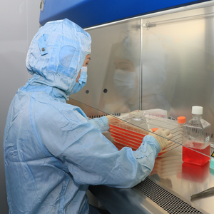 칼레티쿨린-프로마비오 마우스 단일클론항체, -20도에서 12개월 동안 유효, WB/IHC/IF/FCM 적용 가능 - Product Image 5