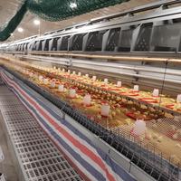 Système d'alimentation pour élevage : Ligne d'alimentation en chaîne pour poulets de chair, équipement avicole automatique pour l'élevage au sol