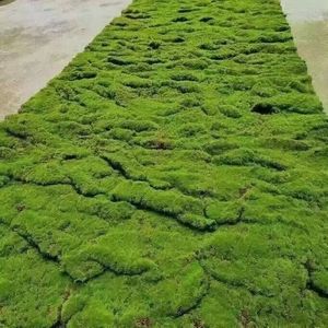 Tapis de mousse en plastique pour gazon artificiel vert, plantes réalistes vernies aux UV, mur de jardin, sol de paysage - Product Image 6