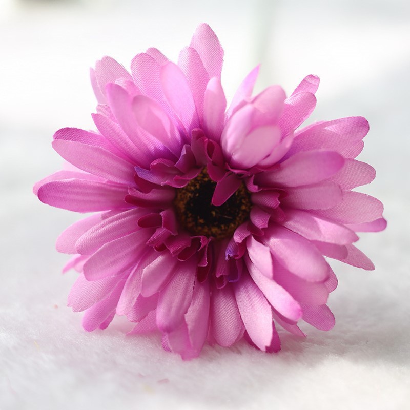 Viola Rosa