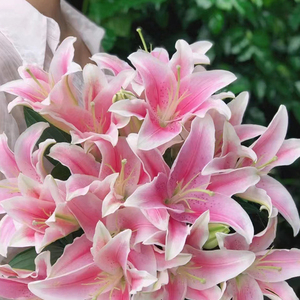 Lys de la <span class=keywords><strong>Sorbonne</strong></span> de qualité supérieure - Rose et blanc pour bouquets - Product Image 1