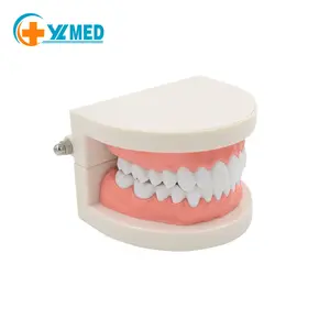 Dentisterie médicale ressources pédagogiques accessoires 3D modèle de prothèse dentaire active pratique orale modèle de médecine orale