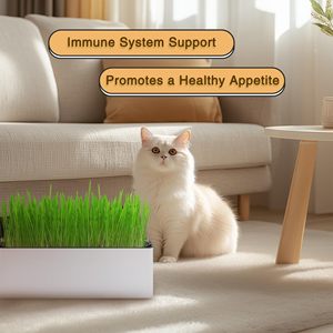 Jardinière écologique pour herbe à chat, pour usage intérieur |   Kit de jardinage rectangulaire pour herbe à chat |   Décoration intérieure - Product Image 4