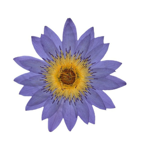 Lirio de Agua Azul Seco y Prensado Natural, para Decoraciones, Especímenes de Plantas y Flores - Product Image 1
