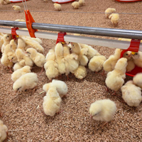 Système d'alimentation automatique pour élevages de poulets de chair, ligne d'alimentation et d'abreuvement pour volailles, équipement en promotion