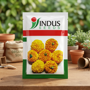 Semillas de Caléndula Indus Pushparaj Naranja, Color de Hoja Verde Oscuro Genda Fool, 16-18, para una Buena Firmeza de Floración, Invernaderos Agrícolas - Product Image 2