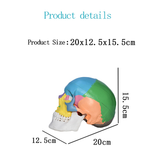 Sản Xuất Mô Hình Xương Giải Phẫu Bằng Nhựa Ba Phần Chất Lượng Cao Mô Hình Bộ Xương Người Hộp Sọ Màu Châu Âu Và Mỹ - Product Image 3