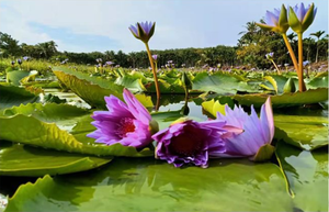 <span class=keywords><strong>Prix</strong></span> de gros <span class=keywords><strong>Lotus</strong></span> bleu égyptien 100% Tisane de couleur naturelle Sain pour fumer Thé en fleurs Fleur de <span class=keywords><strong>Lotus</strong></span> bleu séchée - Product Image 5