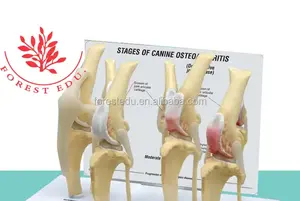 Animal anatómico modelo <span class=keywords><strong>perro</strong></span> cuatro etapas rodilla artritis <span class=keywords><strong>esqueleto</strong></span> modelo <span class=keywords><strong>Esqueleto</strong></span> <span class=keywords><strong>perro</strong></span> rodilla articulación modelo - Product Image 4