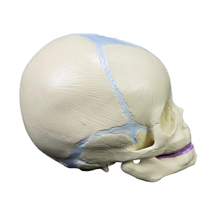 Modelo de calavera Fetal para enseñanza médica, esqueleto de plástico PVC, modelo de 3 piezas, mandíbula móvil, Cráneo de bebé - Product Image 5