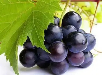 Polvo de resveratrol a granel de resveratrol de materias primas antienvejecimiento