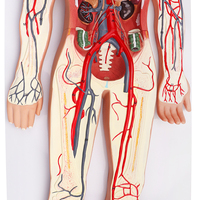 Simulador 3D de Circulación, Modelo de Sistema Circulatorio Humano para Enseñanza de Anatomía Médica
