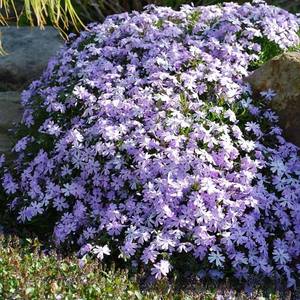 Fleurs de Phlox Vibrantes Idéales pour la Décoration de Jardins et de Pelouses, Plantes de Jardin Faciles à Cultiver - Product Image 5