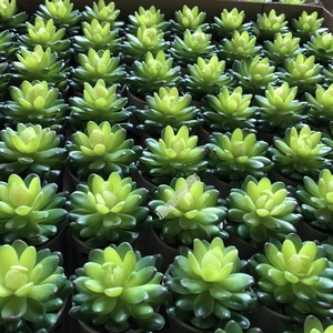 Venta al por mayor de la fábrica de alta calidad mini <span class=keywords><strong>echeveria</strong></span> falso cactus artificiales planta para Decoración - Product Image 3