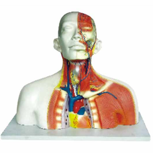Gelsonlab HSBM-168 Modell von schädel hohlraum kopf hals und <span class=keywords><strong>thorax</strong></span> modell - Product Image 4