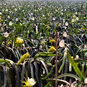 Bán chạy nhất trong nhà Quang phổ đầy đủ dẫn phát triển bóng đèn đáng tin cậy của nông dân trong nhà và những người đam mê hydroponics - Product Image 2