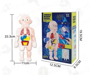 Montessori fai da te 3D corpo umano organi semplici apprendimento assemblare modello di anatomia giocattoli educativi stelo pre-scuola per bambini