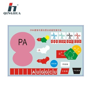 Fabricant de dispositifs magnétiques de démonstration de la réplication de l'ADN et de la synthèse des protéines Qinghua - Vente directe pour l'enseignement biologique - Product Image 2