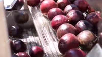 Hoge capaciteit passievruchtverwerkingslijn voor het wassen & sorteren van passievruchten, appel- en tomatenreinigings- en sorteerlijn