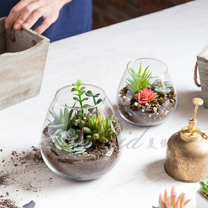 Ronde Glazen Plant Tafelblad Terrarium Sappige Lucht Plant Planter Viskom Milieuvriendelijk - Product Image 6