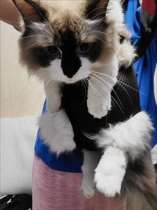 Sac à dos de transport pour animaux de compagnie pour petits chiens et chats, bretelles rembourrées confortables, matériau en toile respirante - Product Image 4