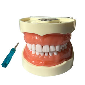 Modèle dentaire en résine détachable à 32 dents pour l'enseignement de la cavité buccale, équipement et accessoire de préparation - Product Image 5