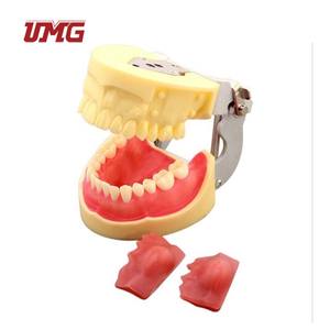 Modèle dentaire <span class=keywords><strong>maxillaire</strong></span> bilatéral pour la pratique de l'incision de la <span class=keywords><strong>kyste</strong></span> et de l'élimination du pur - Product Image 3