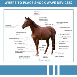 เครื่องกายภาพบำบัดระดับมืออาชีพ Piezowave ESWT เครื่องบำบัดด้วยคลื่นกระแทกแบบโฟกัสสำหรับสัตว์ เครื่องฟื้นฟูสัตว์ - Product Image 2