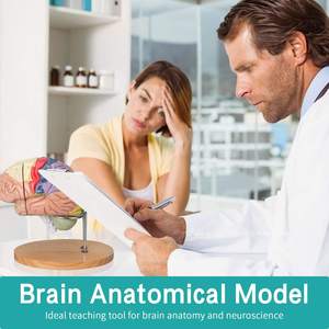 Human <strong>Brain</strong> Model Anatomy Display Stand Life Size Color Human <strong>Brain</strong> Anatomical Model for Teaching Science Classroom Study - Product Image 4